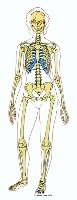 Bones of the human body